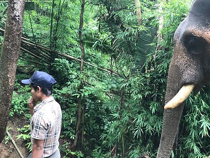 Jungle du Myanmar : retrouvailles éléphantesques  