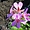 Fleur de pélargonium sauvage