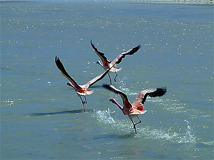 Flamants rose