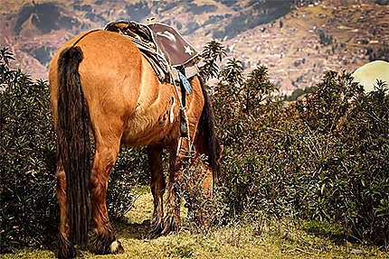 Poney en liberté sur les hauteurs de Cusco