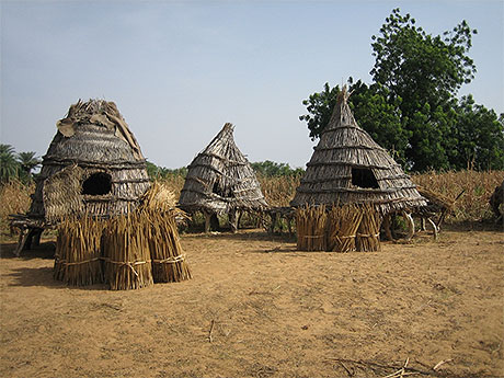 La récolte de millet La récolte de millet