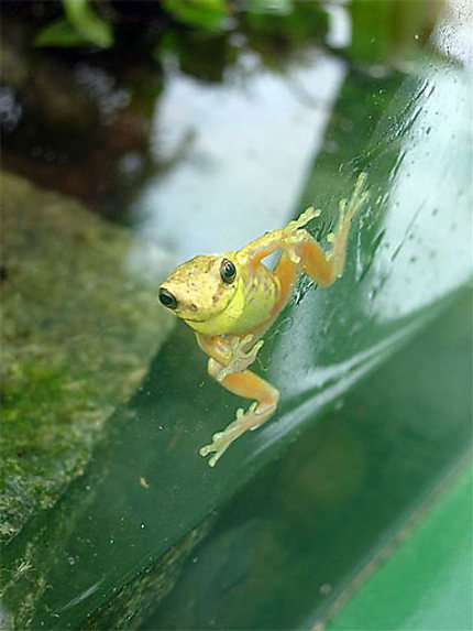Petite grenouille venimeuse