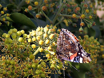 Papillon butinant
