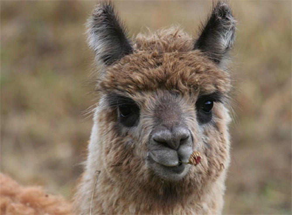 Bébé lama