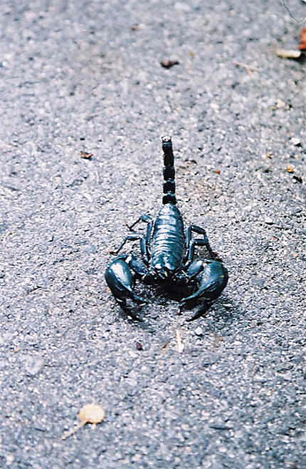 Scorpion dans le parc national de Khao Yai