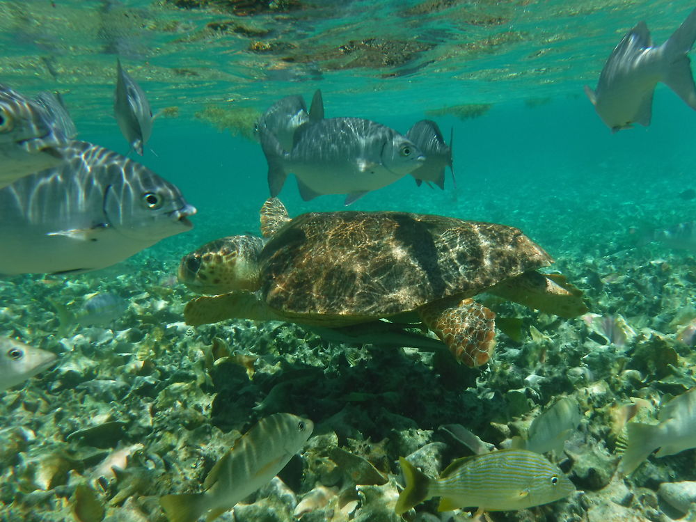 Tortue au large de Placencia