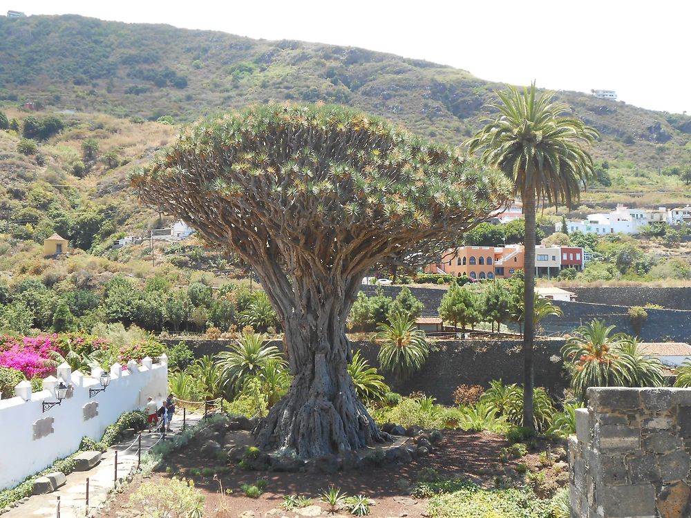 "Le Dragonnier" à Icod de Los Vinos, Tenerife