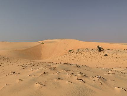 Dunes du désert