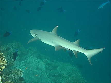 Requin de Corail