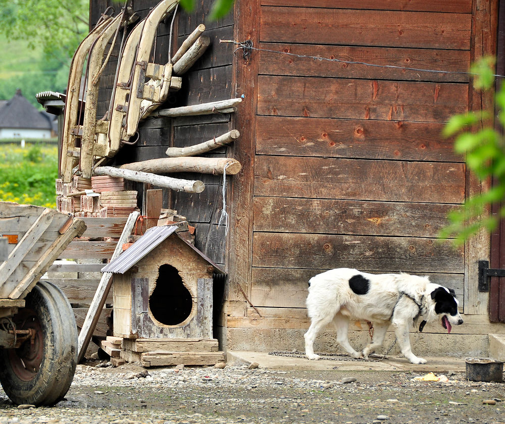 Chien et traineaux