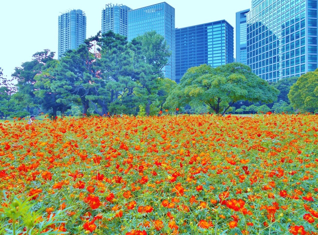 Tokyo en fleurs Tokyo en fleurs