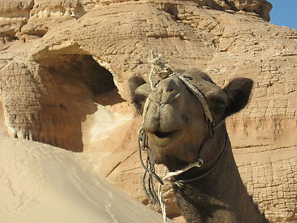 Dromadaire au Sinaï