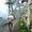 Mc Leod Ganj (Dharamsala) - marche dans le brouillard