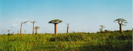 Travail des rizières au milieu des baobabs