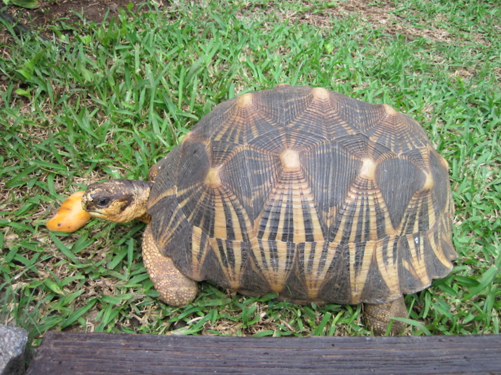 Tortue terrestre