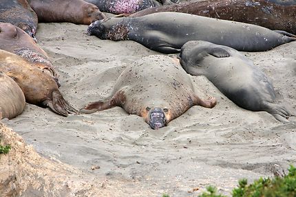 La dure vie des éléphants de mer à Big Sur