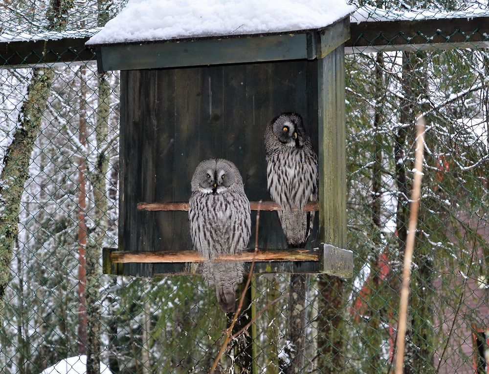 Grand hibou au zoo de Ranua, Finlande