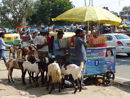 Marché aux chèvres dans Old Delhi 