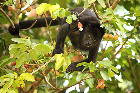 Singe hurleur Singe hurleur