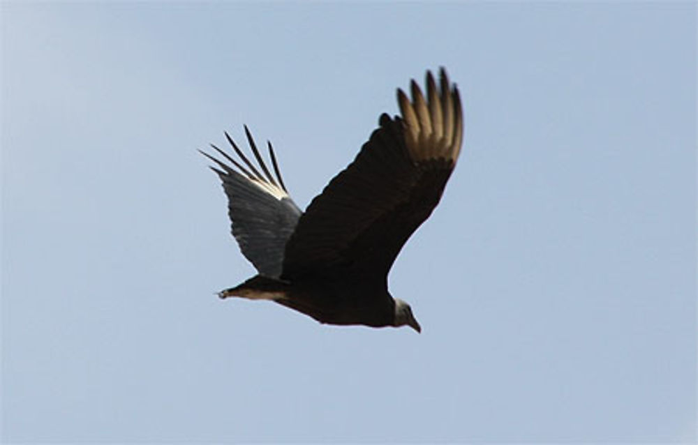 Vautour à Tucume