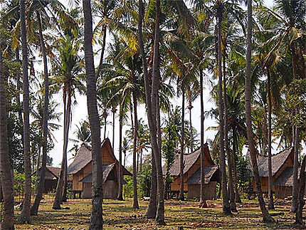 Cases dans une plantation de cocotiers