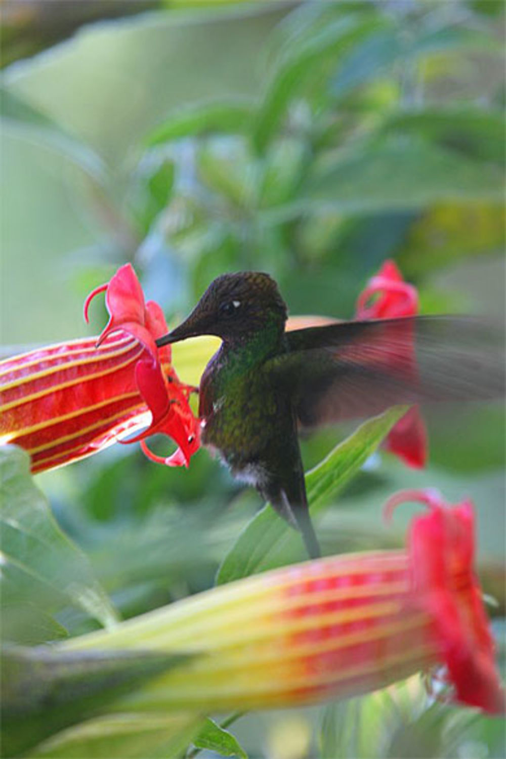 Colibri