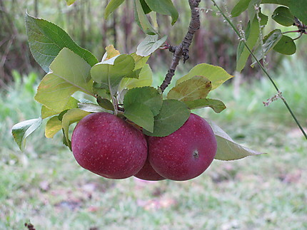 Pommes à Rougemont