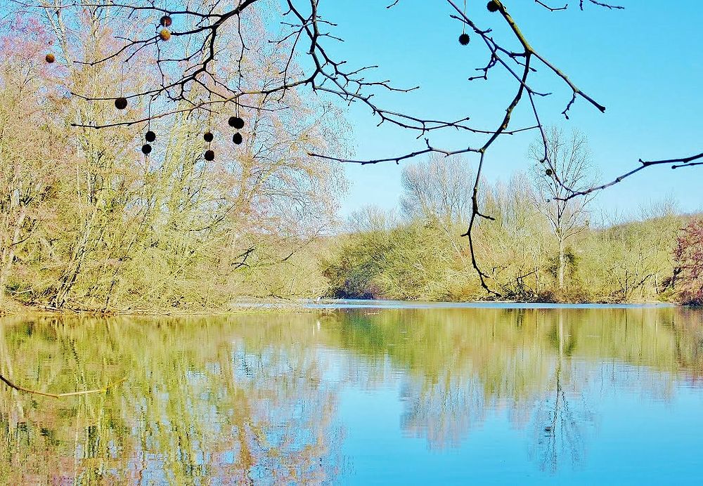 Le printemps déjà sur les bords de la Nive 