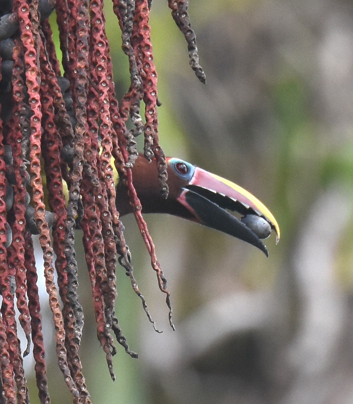 Aracari vert Aracari vert