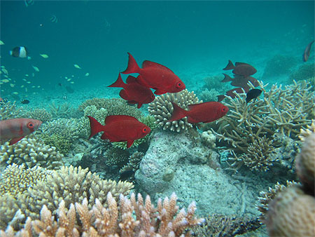 Poisson Soldat Poisson Soldat