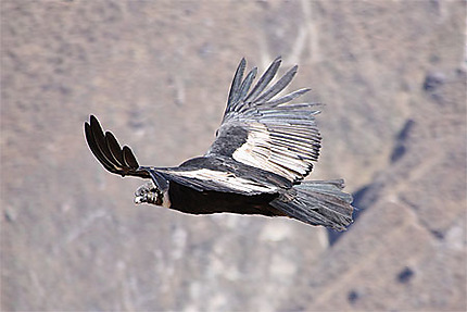 Condor adulte (noir et blanc)