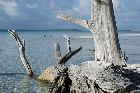 Arbre mort sur le motu Arbre mort sur le motu