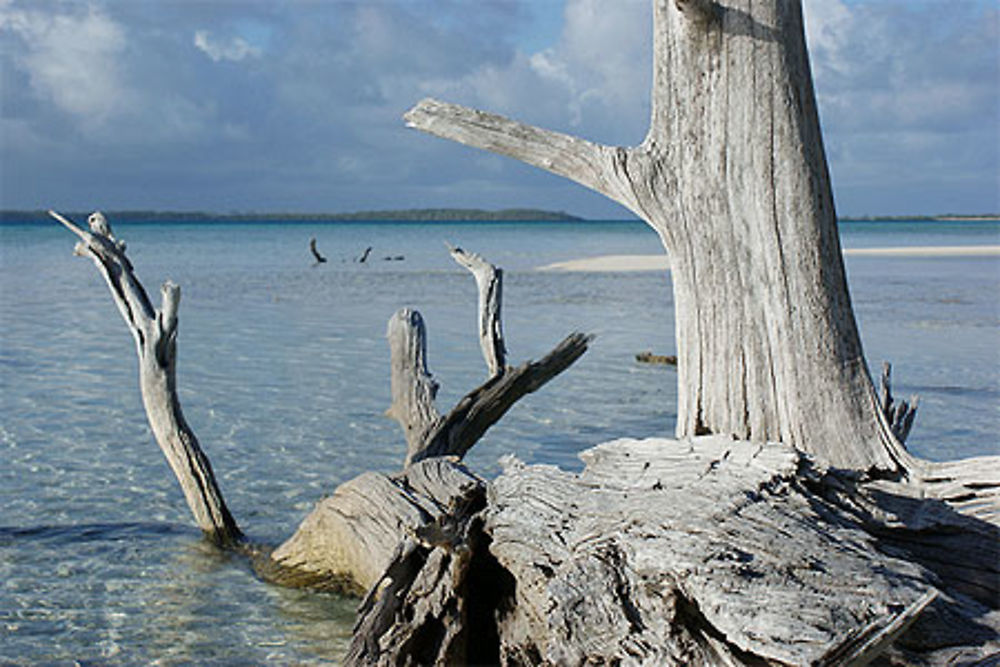 Arbre mort sur le motu