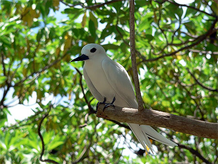 Oiseau à Tikehau Oiseau à Tikehau