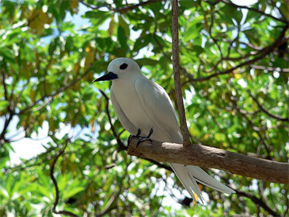 Oiseau à Tikehau