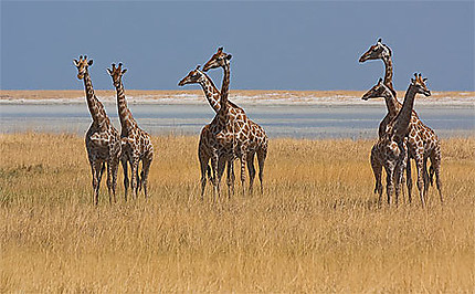 Girafes Ethosa
