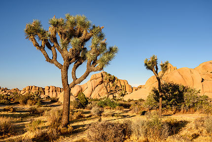 Joshua Tree National Park : 6 expériences à vivre dans le désert de Californie