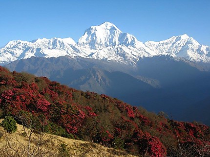 Mt. Dhaulagiri from Poon Hill