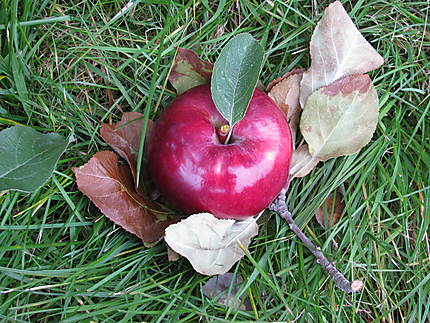La pomme à Rougemont