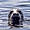 Phoque gris dans la Mer d'Iroise