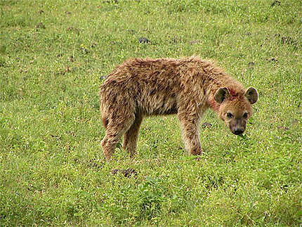 Jeune hyène