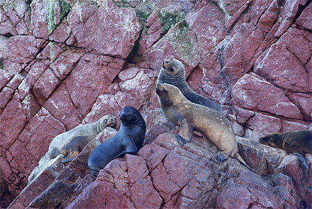 Les îles Ballestas et ses colonies de phoques Les îles Ballestas et ses colonies de phoques