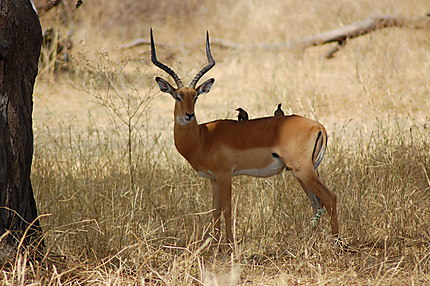 Impala, parc national de Tarangire