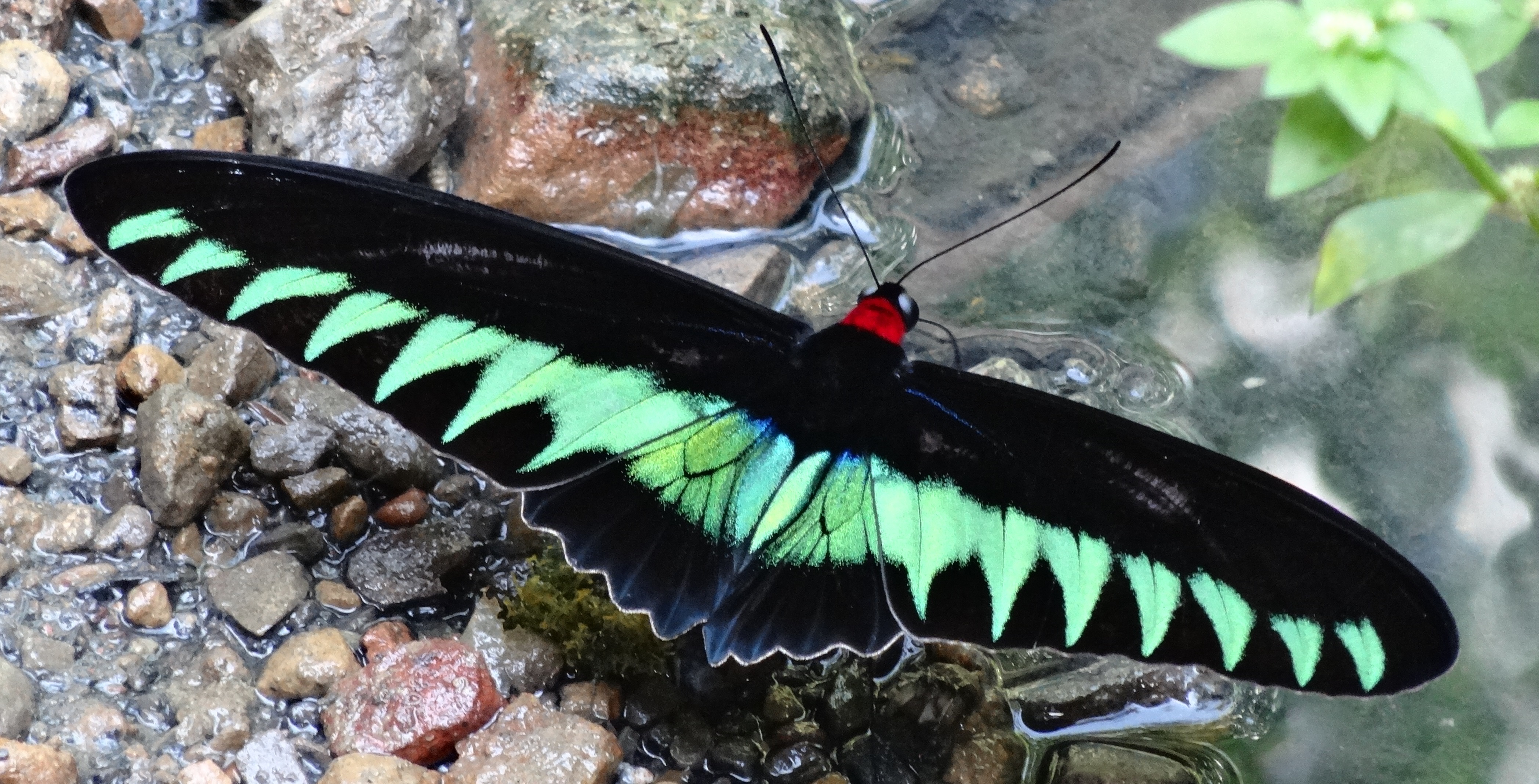 Papillon à Bornéo Papillon à Bornéo