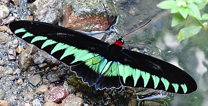 Papillon à Bornéo