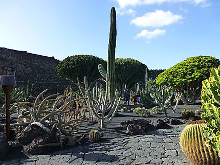 Cactus de toutes tailles