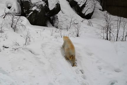 Ours blanc au zoo de Ranua, Laponie finlandaise