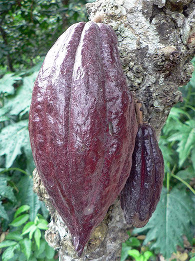 Le fameux cacao criollo de Chuao