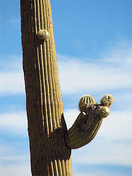 Sur la route, il y'a des cactus !
