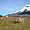 Lamas au pied du Chimborazo